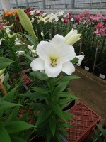 [5155 Selene VZ No01.JPG]